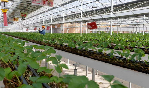 夯实数字赋能乡村振兴基础 东海编织智慧乡村幸福美景 助力初级农产品销售