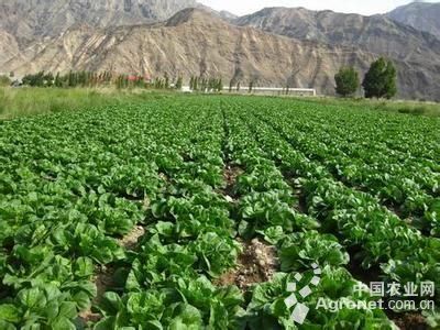 初级农产品销售 构建诚信体系，远离非法行为