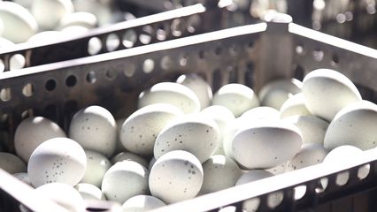 双十一激战正酣，襄州特色农产品销量“狂飙”显活力