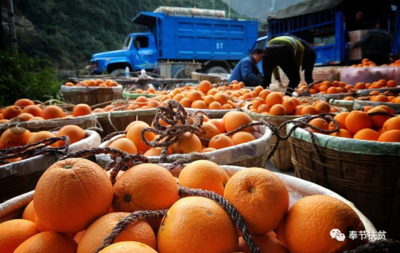 专报 重庆奉节着力打造特色产业小镇，走稳乡村振兴“最先一公里”初级农产品销售