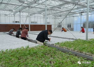 务川农村“三变”改革显成效 龙头企业引领初级农产品销售新篇章