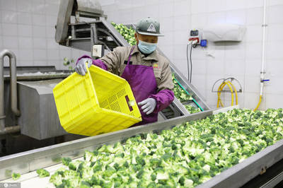 从田间到世界 江苏滨海蔬菜远销欧美，年产值超3亿的初级农产品出海之路