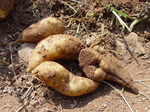 农产品换个名字赚大钱 包装思维引爆百倍溢价