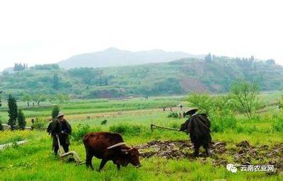 农产品销路打不开的原因分析